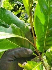 Planchonella obovata