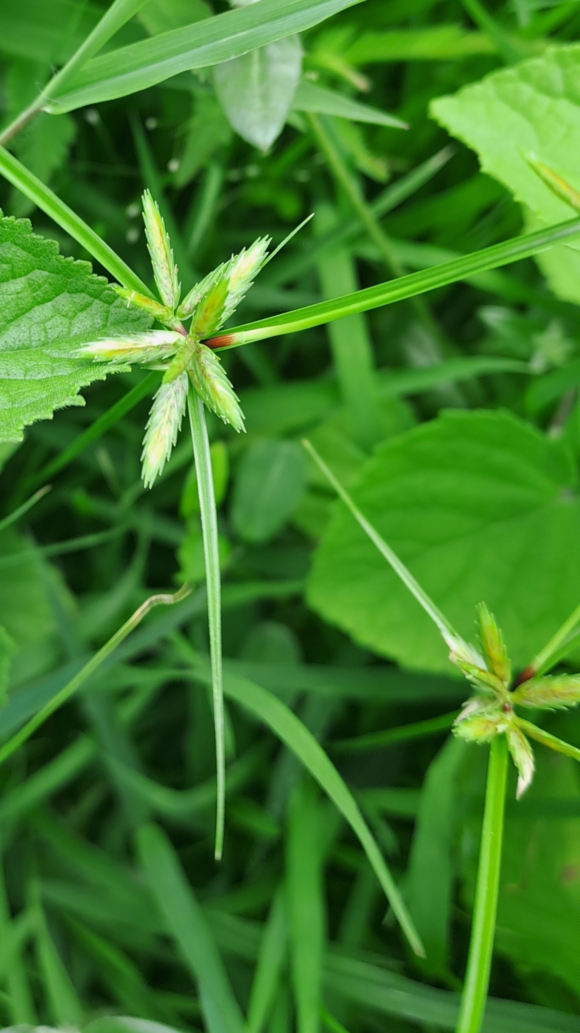 Cyperus compressus — ảnh 2