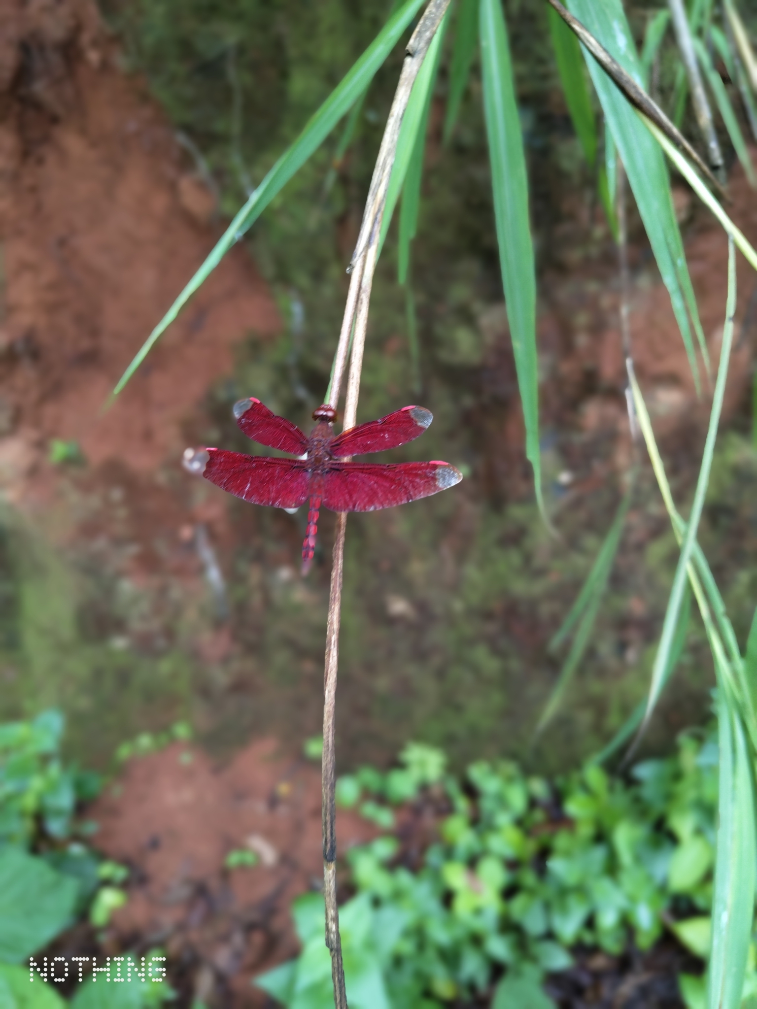 Fulvous Forest Skimmer