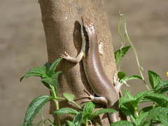 Trachylepis binotata