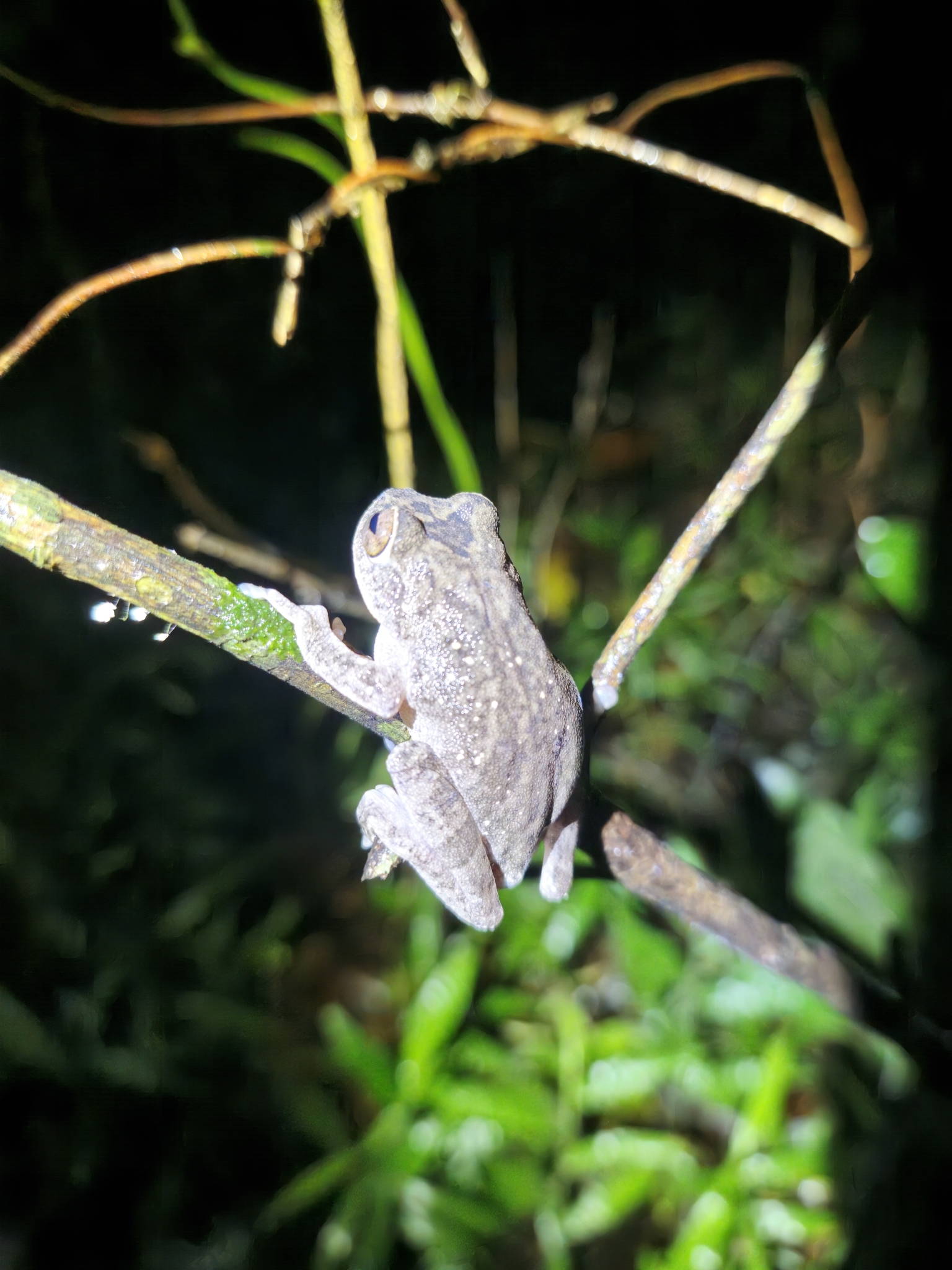 Ponmudi Canopy Bush Frog