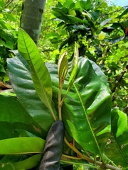 Planchonella obovata