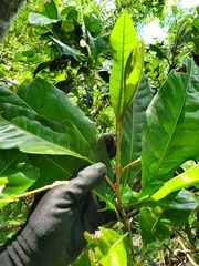 Planchonella obovata