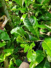 Planchonella obovata