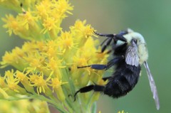 Bombus impatiens image