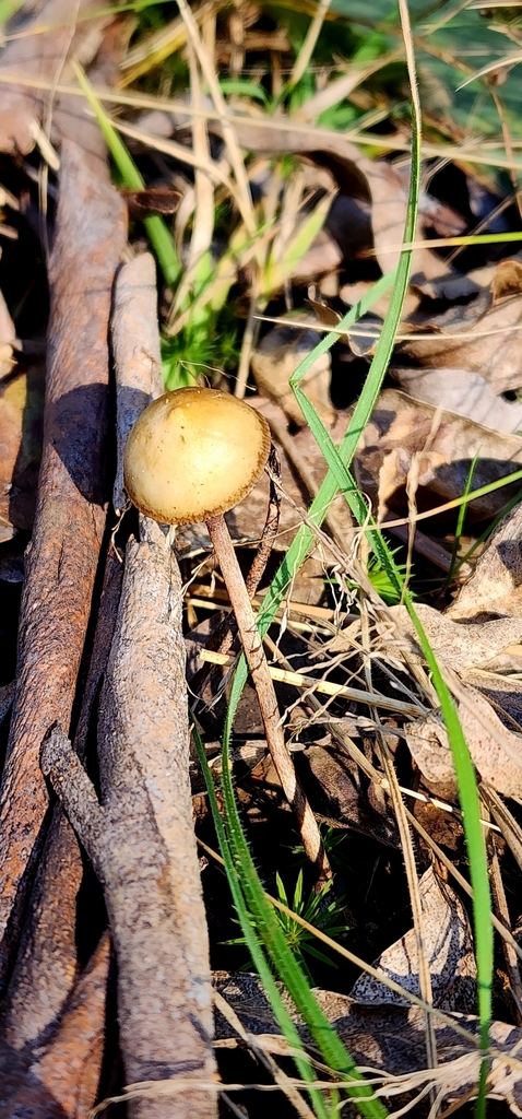 Psilocybe alutacea · July 2025 · photo: © rotceh_dnih (iNaturalist, cc-by)