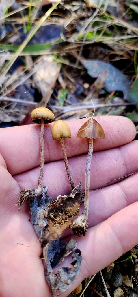 Psilocybe alutacea · July 2025 · photo: © rotceh_dnih (iNaturalist, cc-by)