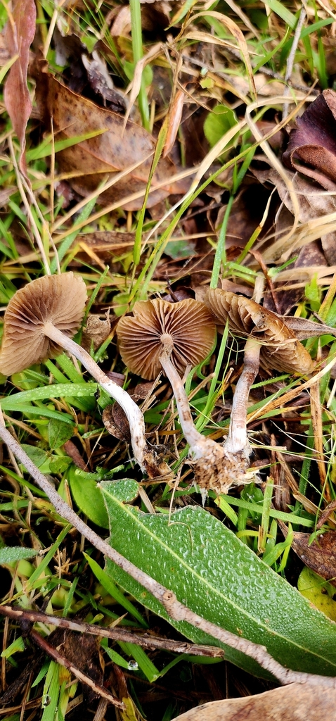 Psilocybe subaeruginosa · July 2025 · photo: © rotceh_dnih (iNaturalist, cc-by)