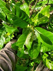 Planchonella obovata