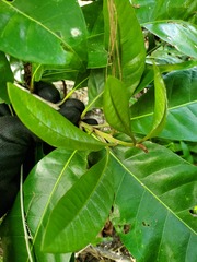 Planchonella obovata