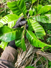 Planchonella obovata