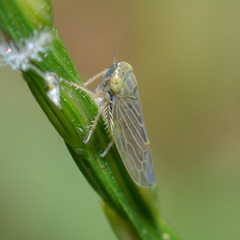 Graminella nigrifrons