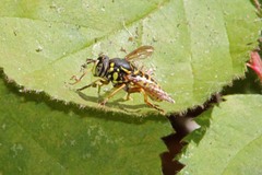 Spilomyia foxleei