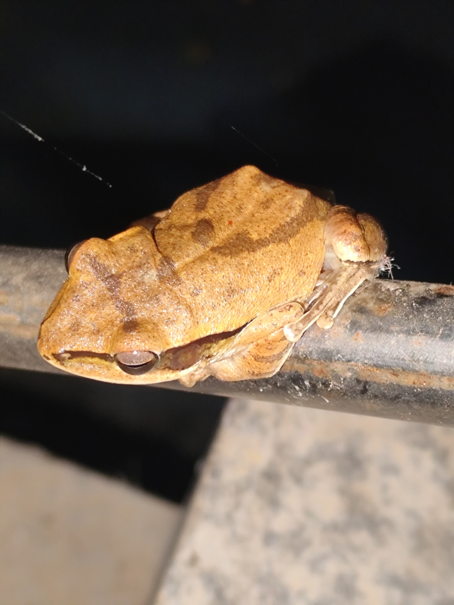 Big-Headed Whipping Frog