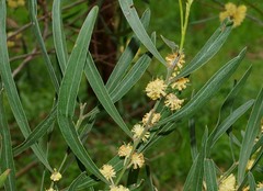 Acacia stricta