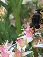 Helophilus fasciatus
