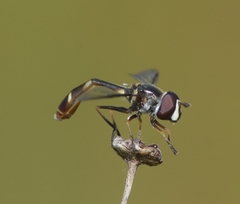 Dioprosopa clavata