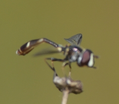 Dioprosopa clavata