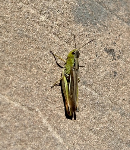 Ladder Grasshopper