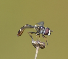Dioprosopa clavata