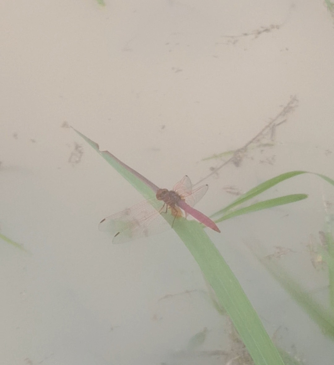 Crimson Marsh Glider