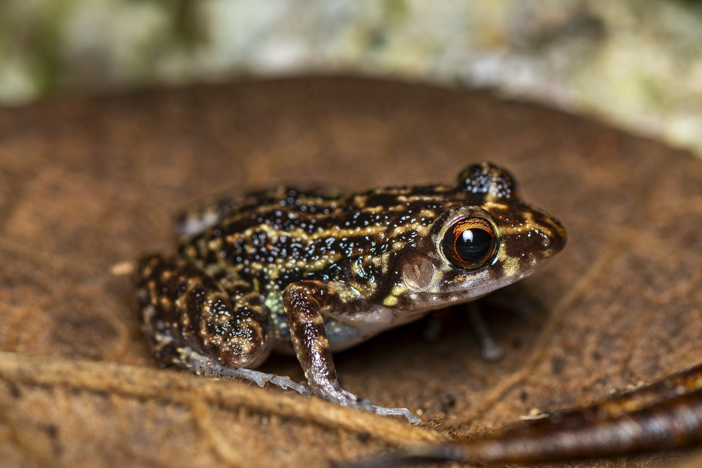 Oriente Greenish-Yellow Frog