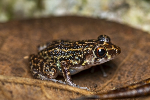Eleutherodactylus principalis
