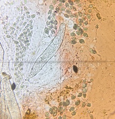 Podospora dakotensis