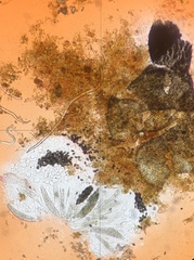 Podospora dakotensis