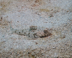 Longtail Dragonet photo 3