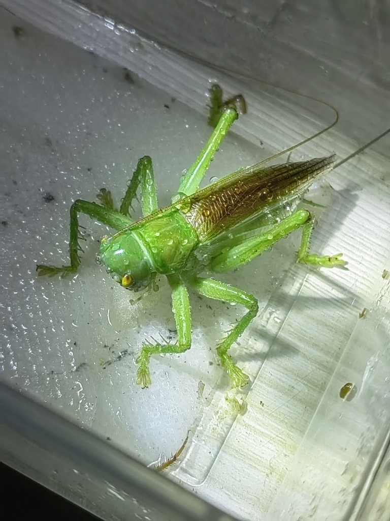 Radigryllacris fanjingshanensis