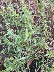 Lithospermum canescens