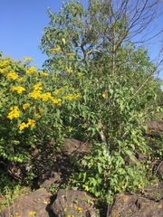 Dendroviguiera quinqueradiata