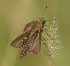 Panoquina ocola