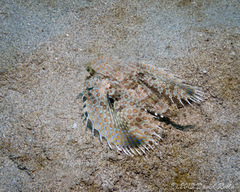 Dactyloptena orientalis