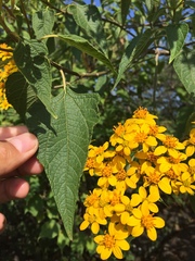 Dendroviguiera quinqueradiata