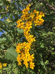 Dendroviguiera quinqueradiata