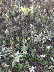 Oenothera rhombipetala
