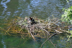 Podiceps cristatus australis