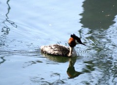 Podiceps cristatus australis