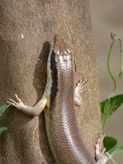 Trachylepis binotata