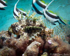 Dendrochirus barberi