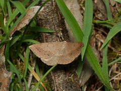 Taxeotis perlinearia