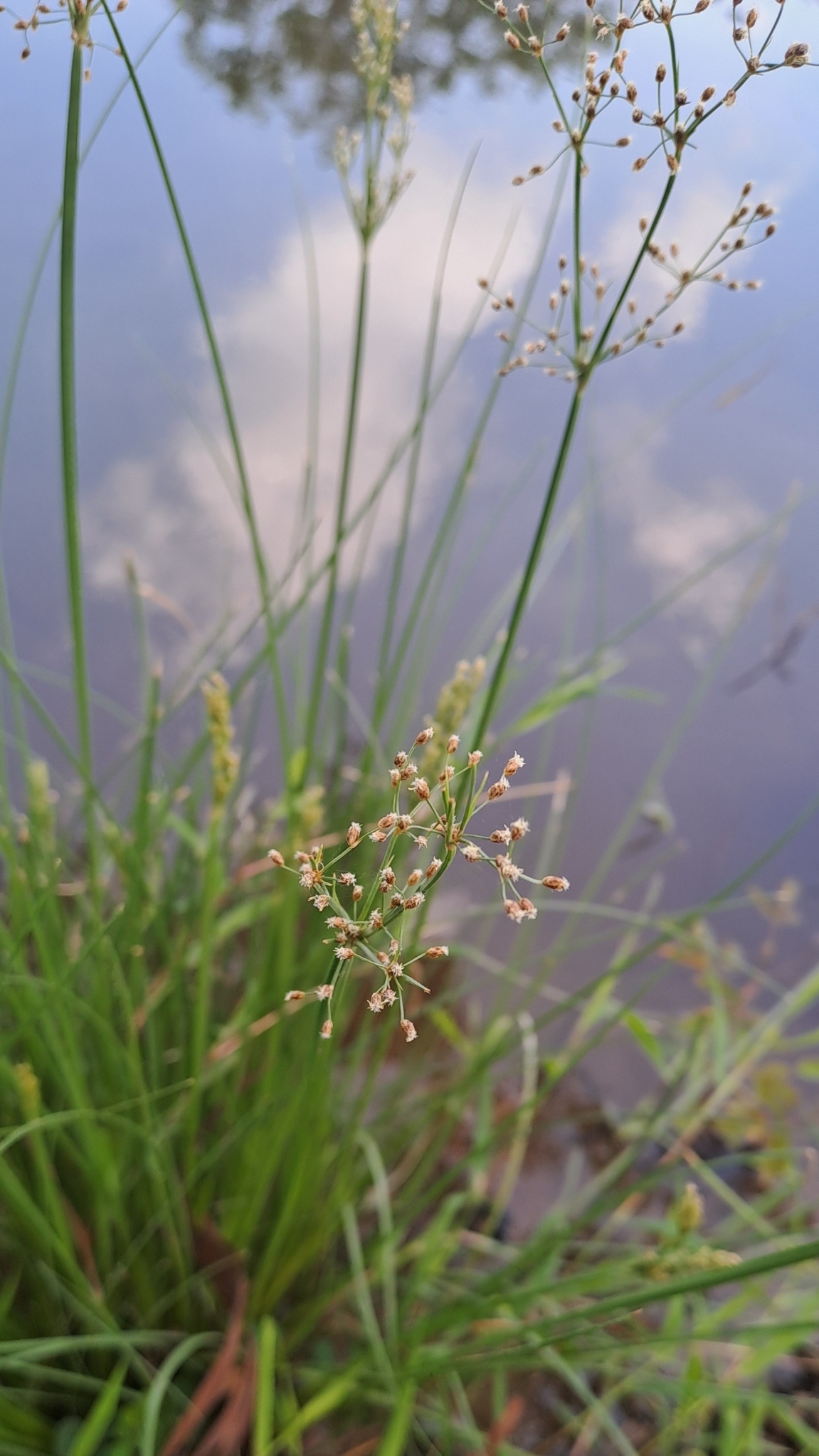 Fimbristylis littoralis (Fimbristylis littoralis)