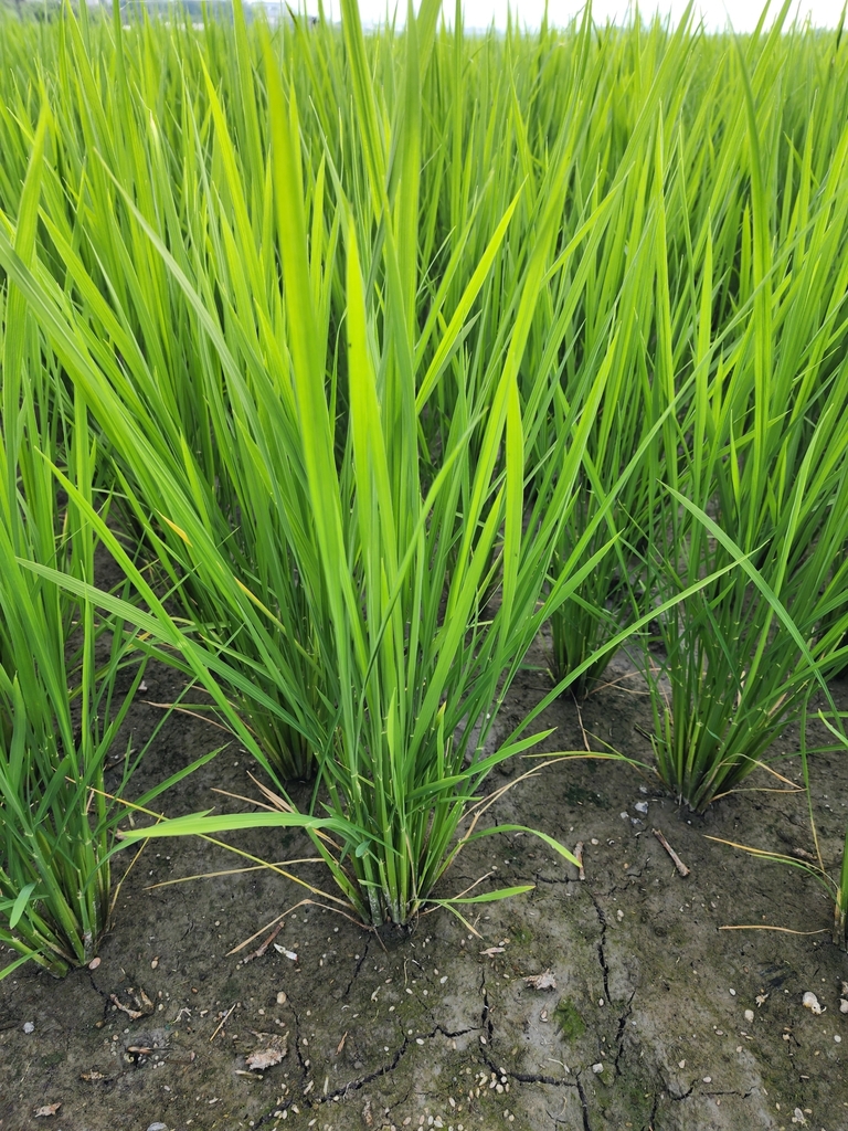Oryza sativa