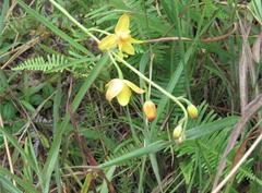 Spathoglottis pubescens