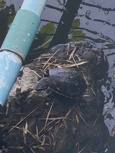 Malayan Snail-eating Turtle — seen at this dive site