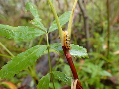 Macremphytus lovetti