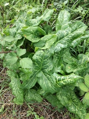 Arum italicum italicum