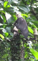 Buteogallus lacernulatus